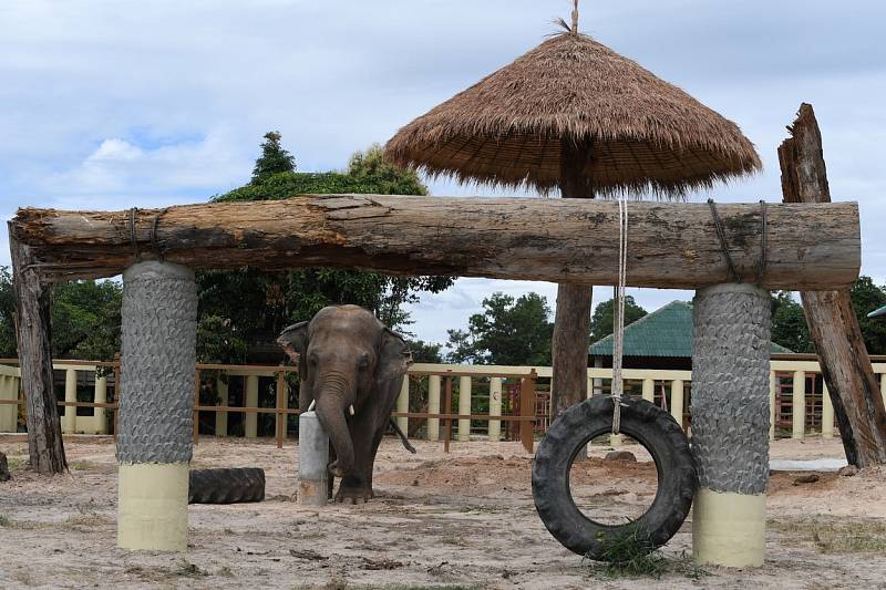 Slon Kaavan ve svém novém domově