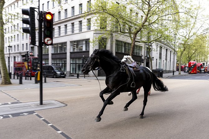 Splašení koně pobíhali ulicemi Londýna