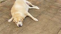 Téměř desetina psů má obrovský problém. Trpí obezitou a mohou se potýkat s cukrovkou.