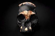 Rekonstrukce dětské lebky hominida provedená na základě dochovaných úlomků