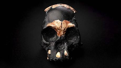 Rekonstrukce dětské lebky hominida provedená na základě dochovaných úlomků