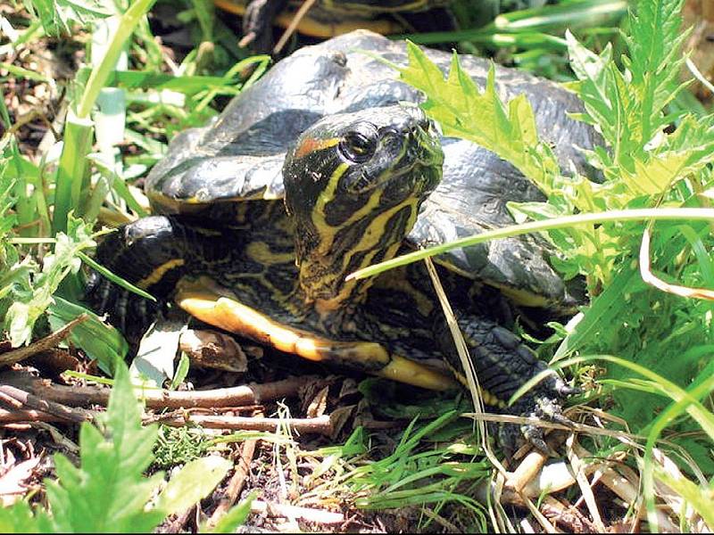 Jihomoravskou faunu v posledních letech rozšířila například želva nádherná.