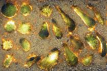 Vltavíny vznikly v důsledku dopadu obřího meteoritu na Zemi před 15 miliony let. Ilustrační foto.