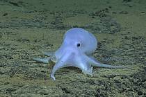 Vědci zjistili, že po sobě chobotnice házejí předměty
