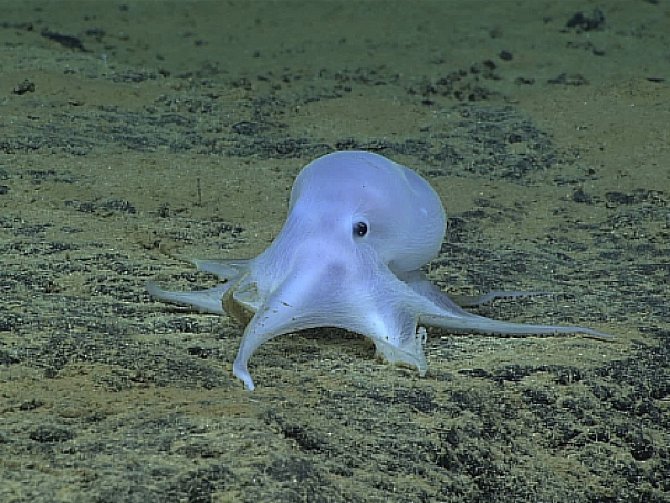 Vědci zjistili, že po sobě chobotnice házejí předměty