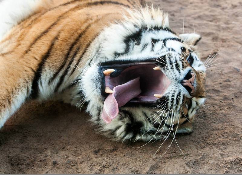 Zoo Dvůr Králové nad Labem.