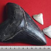 Zub megalodona v porovnání se zuby žraloka bílého.