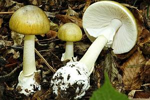 Muchomůrka zelená patří mezi nejjedovatější houby Evropy
