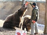 Medvědi z plzeňské zoo se probudili ze zimního spánku. U výběhu pro ně přichystal piškoty ošetřovatel Václav Trejbal, mj. služebně nejstarší zaměstnanec plzeňské zahrady.
