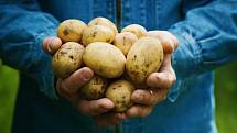 Na pulty obchodů již míří první letošní tuzemské velmi rané brambory