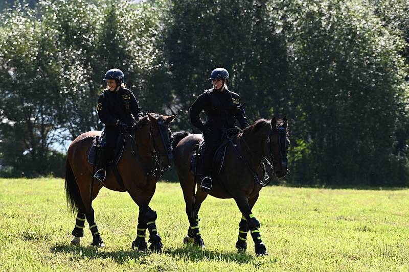 Koně policisté kupují kolem třech a až pěti let věku zvířat. A pak jde o to, jaké má konkrétní zvíře předpoklady, rodokmen, genetický základ.