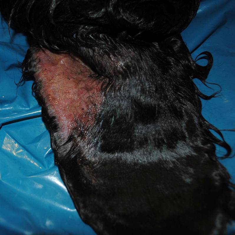 Nakažené psy velmi často trápí extrémní svědění v oblasti hlavy, uší či tlamy