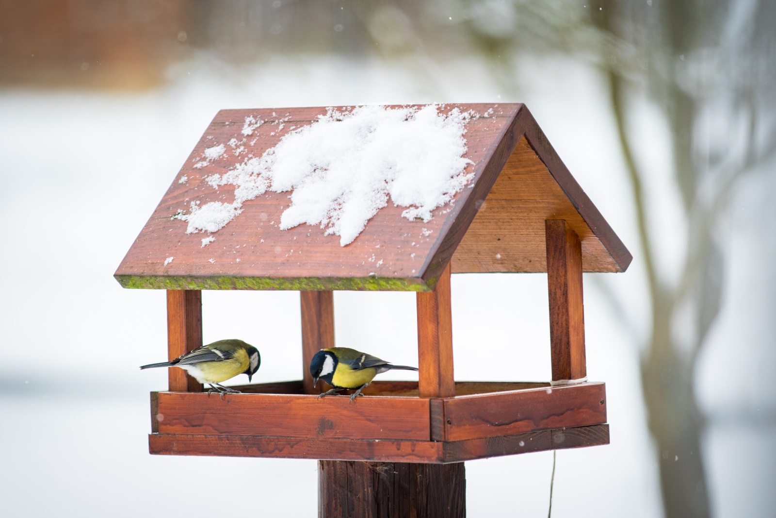 Zima se blíží. Jak postavit kvalitní krmítko pro ptáky? - Krkonošský deník