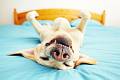 Psi ve spánku často kňučí, štěkají nebo pohybují končetinami