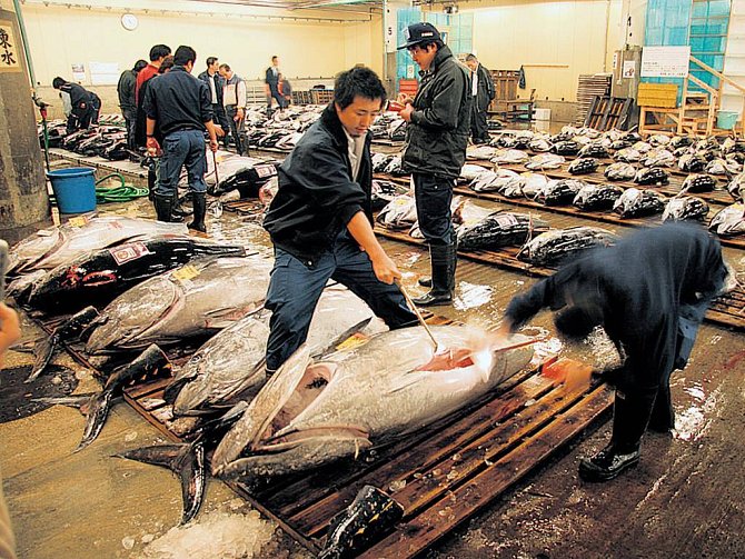 Dělníci porcují tuňáky na největším světovém tržišti s rybami v Tokiu. Japonci snědí největší množtví tuńáků, kteří se vyloví ze světového oceánu. Hlavní dodávky do Japonska směřují ze Středozemního moře.