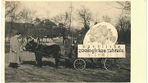 Jedna z prvních pojízdných reklam na pražskou zoo