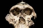 Lebka australopitéka východoafrického, od jejíhož nálezu uplynulo 60 let