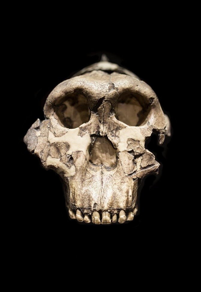 Lebka australopitéka východoafrického, od jejíhož nálezu uplynulo 60 let