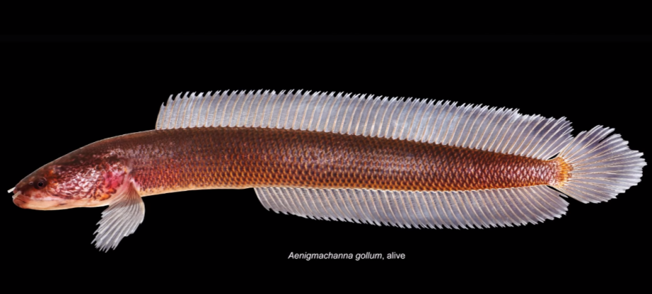 Nový druh ryby nazvaný Glum