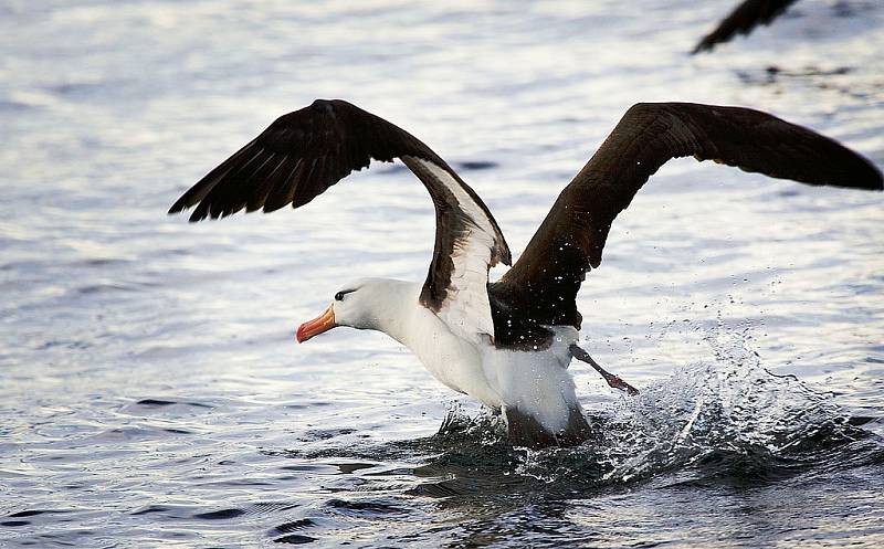 Albatrosi patří mezi nejvěrnější ptáky vůbec. Kvůli globálnímu oteplování ale přibývá případů, kdy se stabilní páry rozcházejí. Může to mít negativní vliv na další rozmnožování. Na snímku albatrosi černobrví.