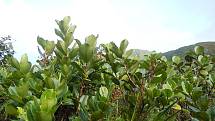 Další rostlinou typickou pro svahy pod sopkou La Soufriere je clusia mangle