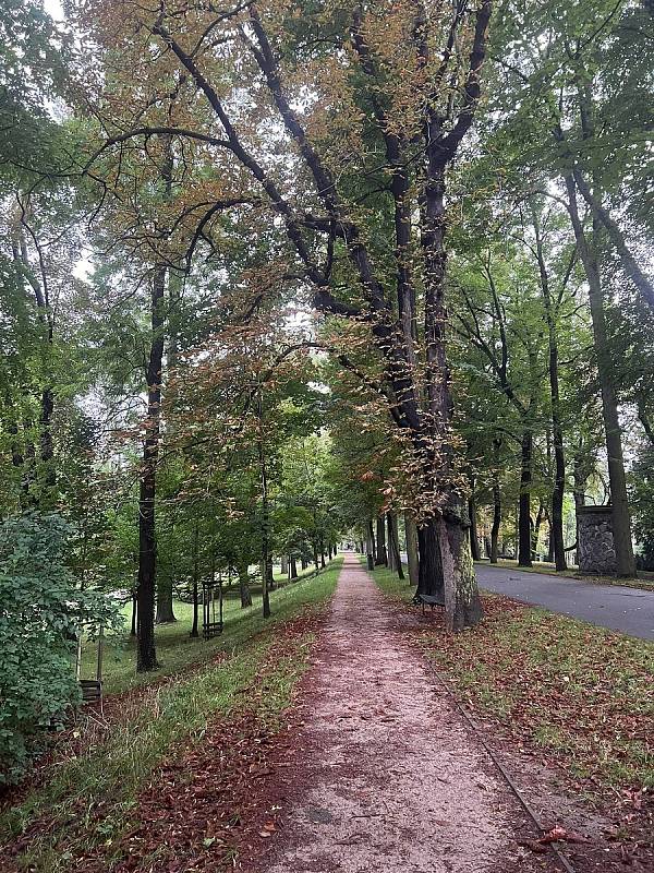 Vlivem sucha začaly stromy předčasně shazovat listí. Foceno v Praze dne 23. srpna 2022