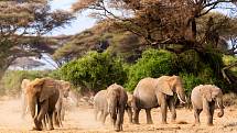 Stádo slonů v keňském národním parku Amboseli