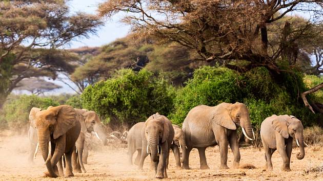 Stádo slonů v keňském národním parku Amboseli