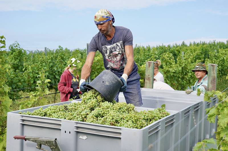 První letošní sběr hroznů pro burčák mají za sebou ve vinařství Chateau Valtice. Ve vinici u Dolních Dunajovic na Břeclavsku uzrála raná odrůda révy vinné Augustovskij