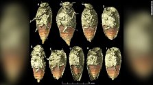 Brouček je prvním hmyzem popsaným ze zkamenělých exkrementům