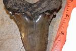 Zub žraloka Carcharocles angustidens, nalezený u řeky Edisto v Jižní Karolíně