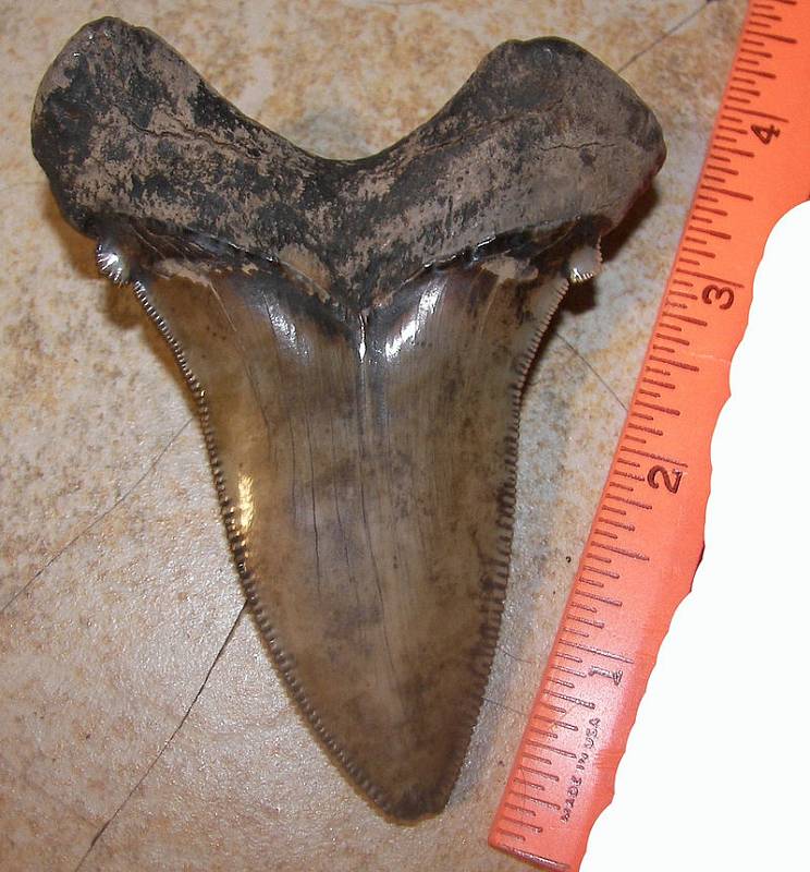 Zub žraloka Carcharocles angustidens, nalezený u řeky Edisto v Jižní Karolíně