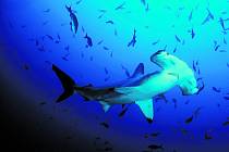 Kvůli ploutvím, vyhledávané delikatese, hynou krutou smrtí každý rok desítky milionů žraloků.
