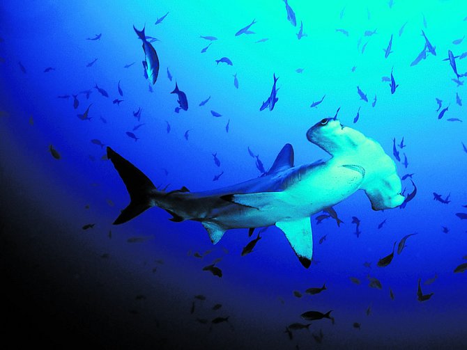 Kvůli ploutvím, vyhledávané delikatese, hynou krutou smrtí každý rok desítky milionů žraloků.