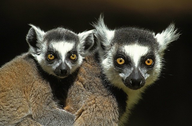 Madagaskar, ilustrační foto