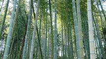Bambus je ekologický přírodní materiál