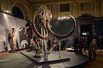 Kostra mamuta v muzeu ve Vídni.