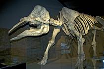 I kostra mastodonta dokáže vzbudit respekt. Titi obří tvorové kdysi sváděli smrtelné souboje o samice.