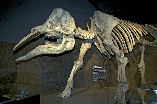 I kostra mastodonta dokáže vzbudit respekt. Titi obří tvorové kdysi sváděli smrtelné souboje o samice.