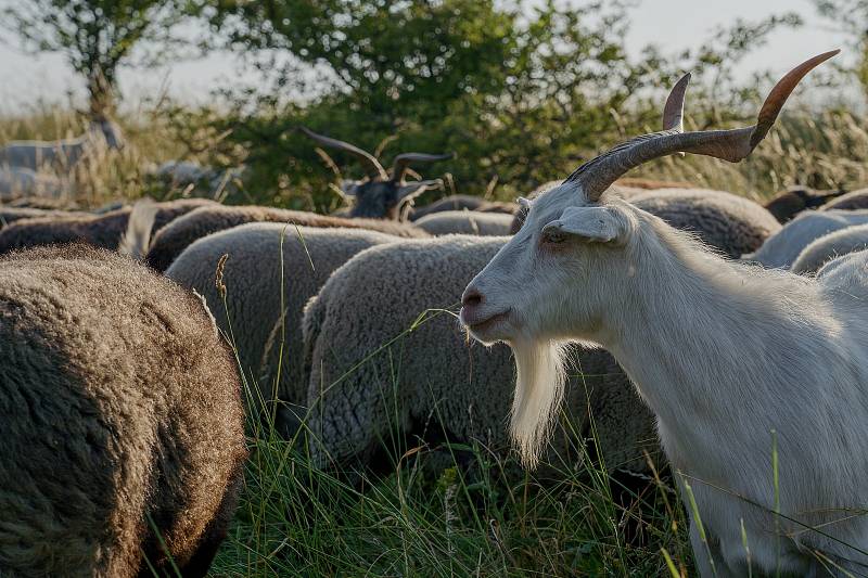 Volná pastva ovcí a koz se vrátila po dlouhé době na jihomoravskou Pálavu. Se stádem vyráží denně na svahy Stolové hory mladá pastýřka Kamila Zavadilová.