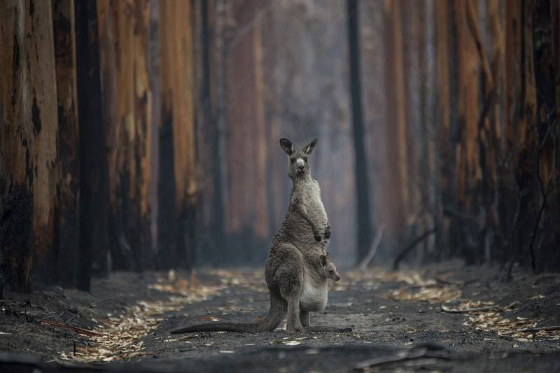 Klokan ve spáleném australském lese. Autor snímku: Jo-Anne McArthur