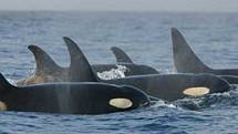 Kosatky dravé jsou přezdívané i "velryba zabiják". Stojí na vrcholu potravinového řetězce, neubrání se jim nikdo. Žijí ve skupinách a jsou silně rodinně založené. I na lov se vydávají společně a o úlovek se dělí.