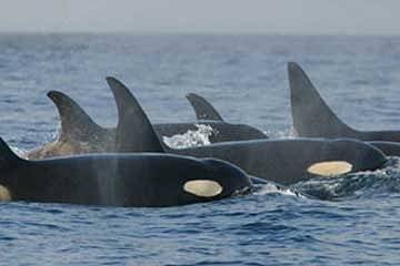 Kosatky dravé jsou přezdívané i "velryba zabiják". Stojí na vrcholu potravinového řetězce, neubrání se jim nikdo. Žijí ve skupinách a jsou silně rodinně založené. I na lov se vydávají společně a o úlovek se dělí.