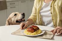 Pokud existuje něco, na co má talent opravdu každý pes, je to žebrání o jídlo. Ne všechno, co jíme my, ale našim mazlíčkům prospívá…