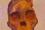 Lebka taungského dítěte, vyhynulého hominina rodu Australopithecus africanus. Nalezena byla v roce 1924