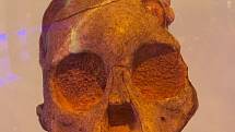 Lebka taungského dítěte, vyhynulého hominina rodu Australopithecus africanus. Nalezena byla v roce 1924