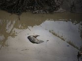 Hlavním úkolem sedmi zkušených chovatelů z českých zoologických zahrad, kteří pomáhali od minulého pondělí v gruzínské metropoli Tbilisi při likvidací následků povodně v místní zoo, bylo vyprošťování mrtvých zvířat z bahna. Ilustrační foto.