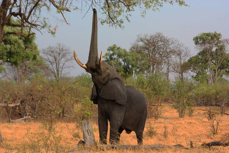 Slon v rezervaci Okavango Delta v jihoafrické Botswaně