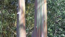 Některé stromy mají spíše jemné pastelové zbarvení.