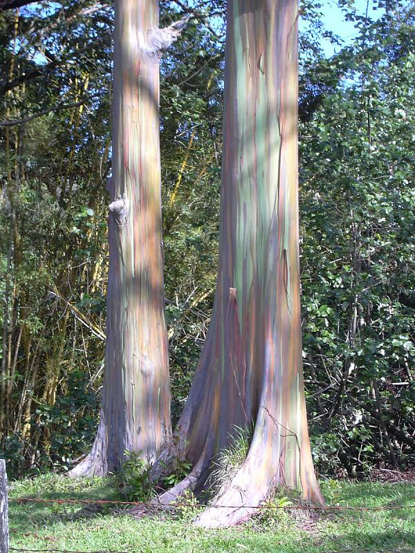 Některé stromy mají spíše jemné pastelové zbarvení.